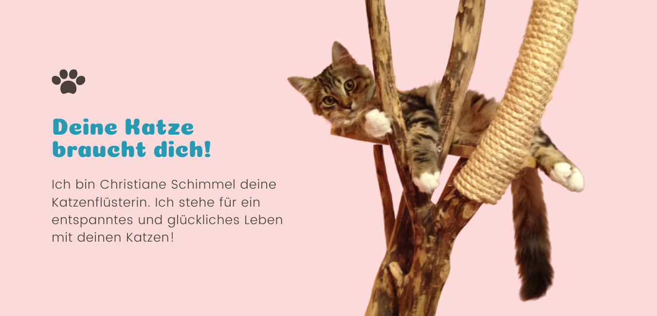 Deine Katze braucht dich! Deine Katze braucht dich