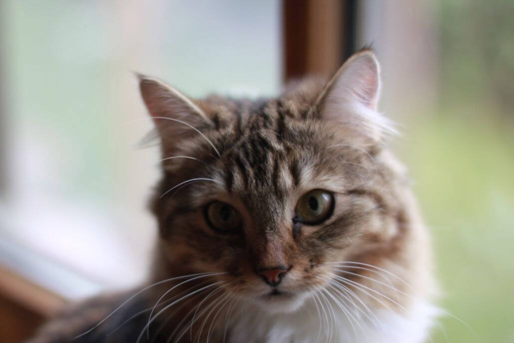 die-10-wichtigsten-unwoerter-wenn-du-mit-katzen-zusammenlebst-und-wie-du-sie-vermeiden-kannst Die 10 wichtigsten Unwörter, wenn du mit Katzen zusammenlebst und wie du sie vermeiden kannst