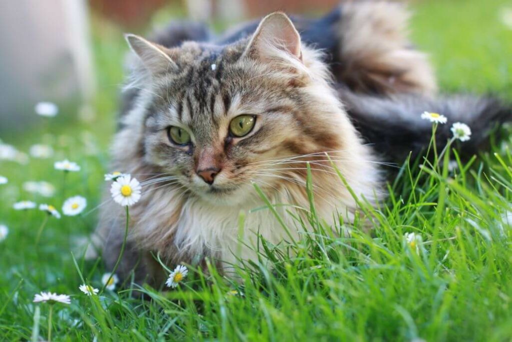 So hilfst du deiner Katze bei Hitze