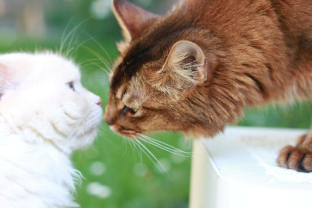 Katzen streiten nach Tierarzt