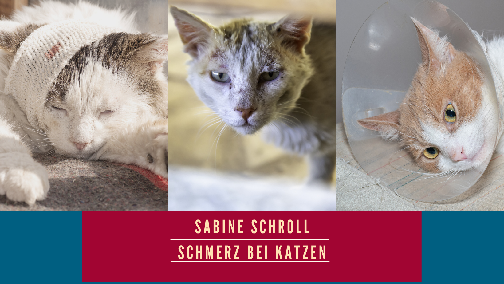Schmerz bei Katzen Sabine Schroll