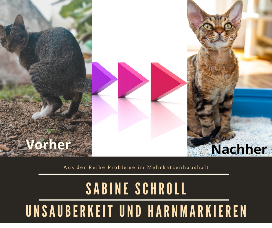 Unsauberkeit Katzen Sabine Schroll