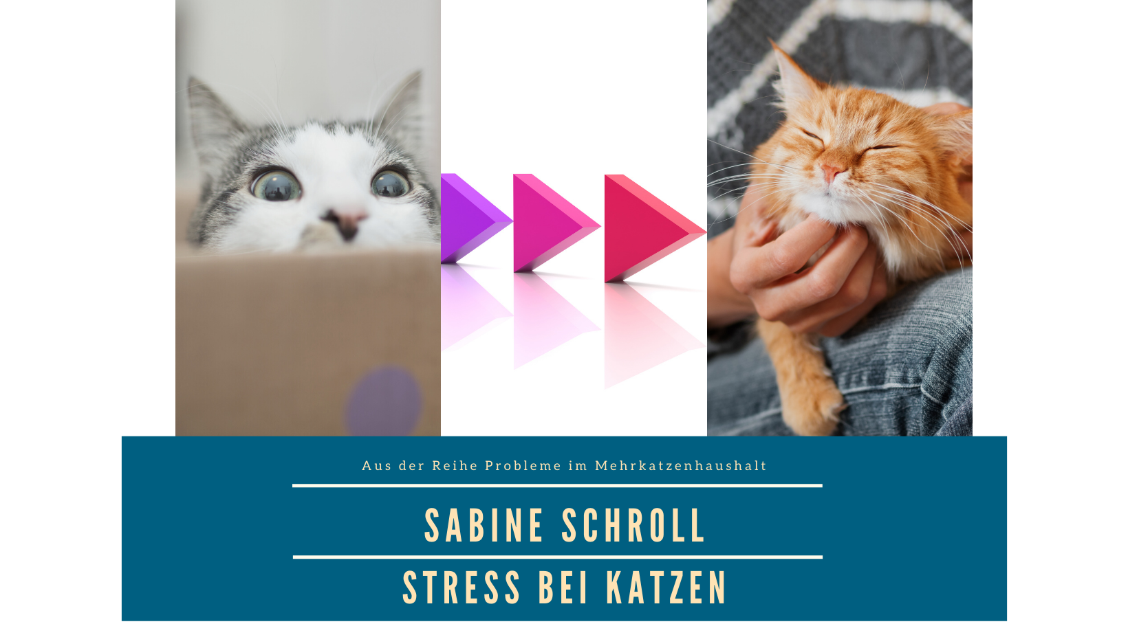 Stress bei Katzen Sabine Schroll