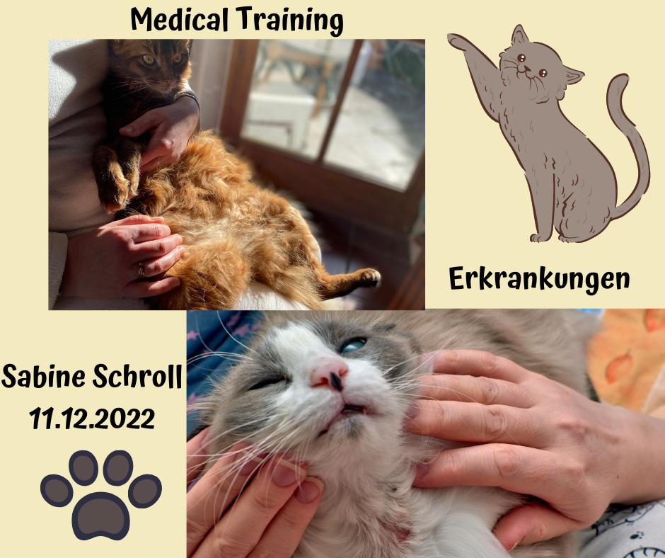 Erkrankungen und Medical Training Katze