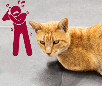 Unsauberkeit - Deine Katze pinkelt in die Wohnung? Das kannst du tun