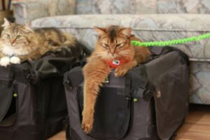 Mit Katzen auf Reisen - So kann es klappen