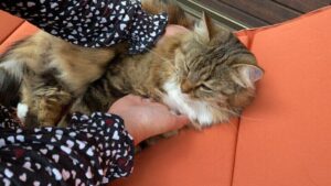 Wie du deiner Katze helfen kannst - mit Jin Shin Jyutsu